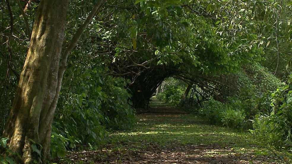 Mata do Buraquinho, em João Pessoa, é um dos resquícios de Mata Atlântica na Paraíba — Foto: TV Cabo Branco/Reprodução