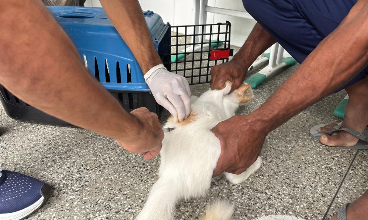 Vacinação antirrábica em cães e gatos é realizada em Feira de Santana; veja locais