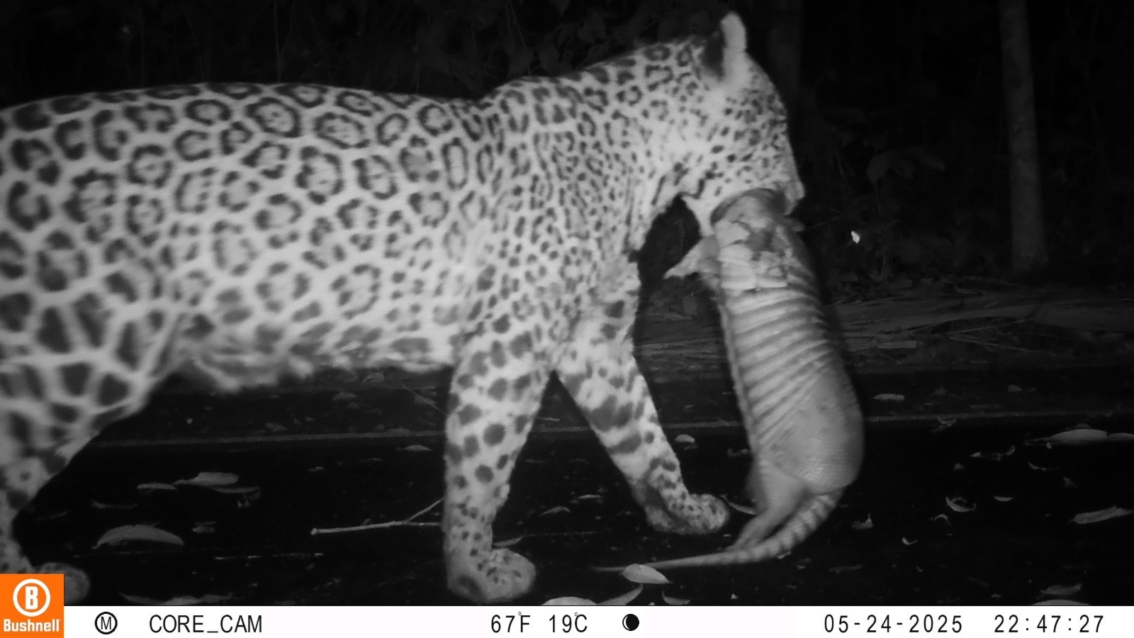 Onça-pintada é flagrada caçando tatu no Parque Nacional do Iguaçu