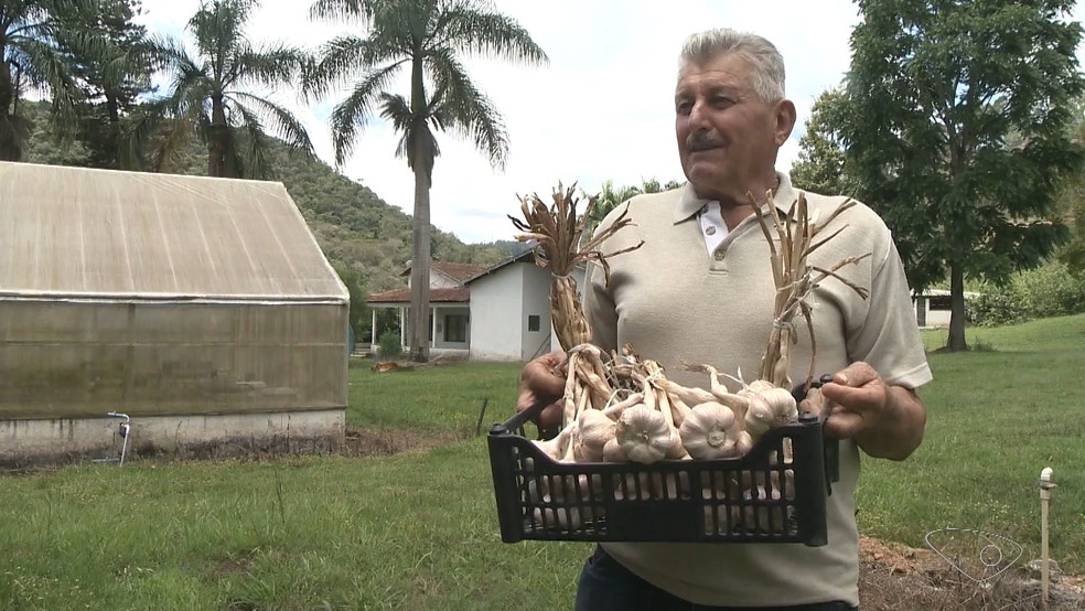 Moacir Belon, produtor de alho em Venda Nova do Imigrante, ES — Foto: Reprodução/TV Gazeta