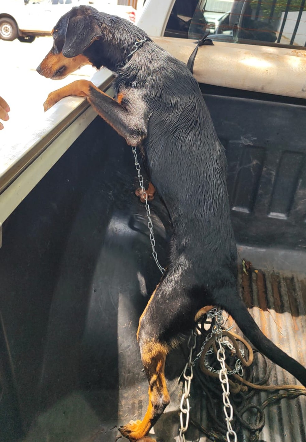 Na residência, os agentes encontraram três cães presos a correntes muito curtas — Foto: Polícia Ambiental