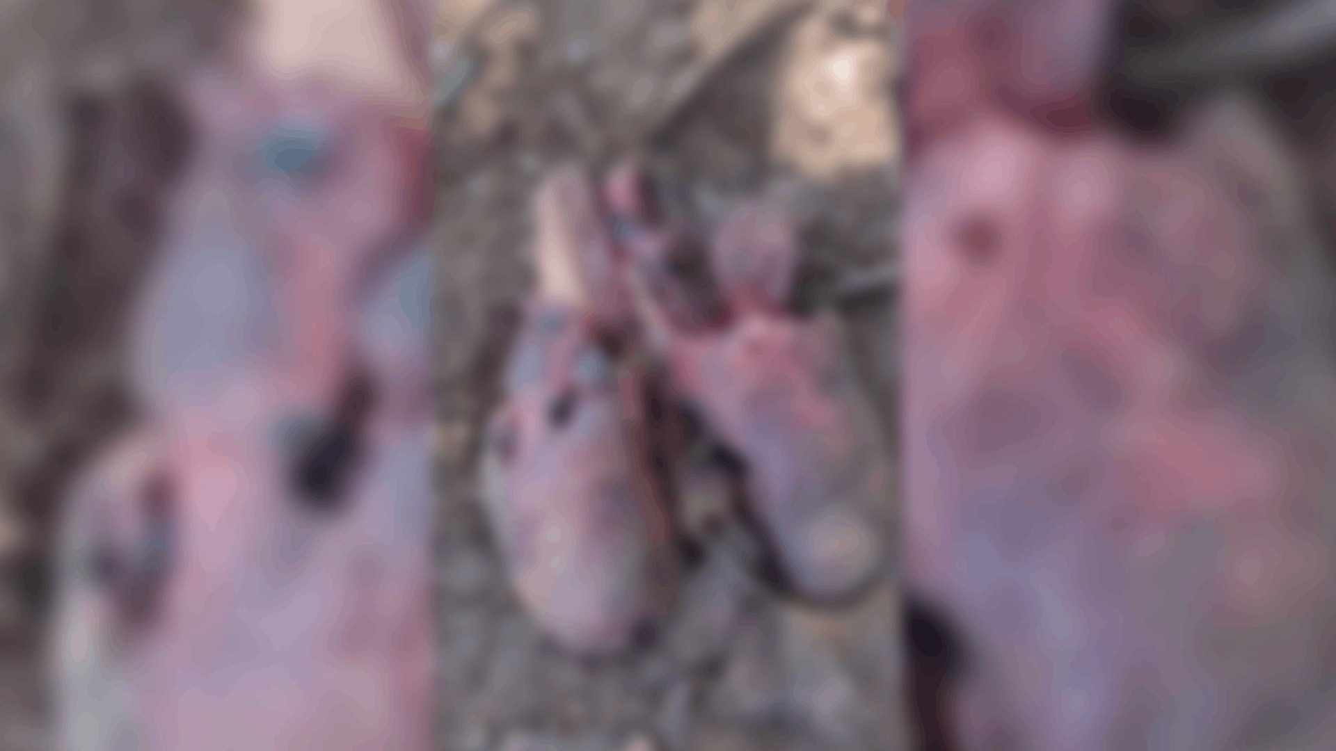 Mulher encontra pulmão no quintal após dupla tentar consumir material achado em sacola na rua e descartar resto