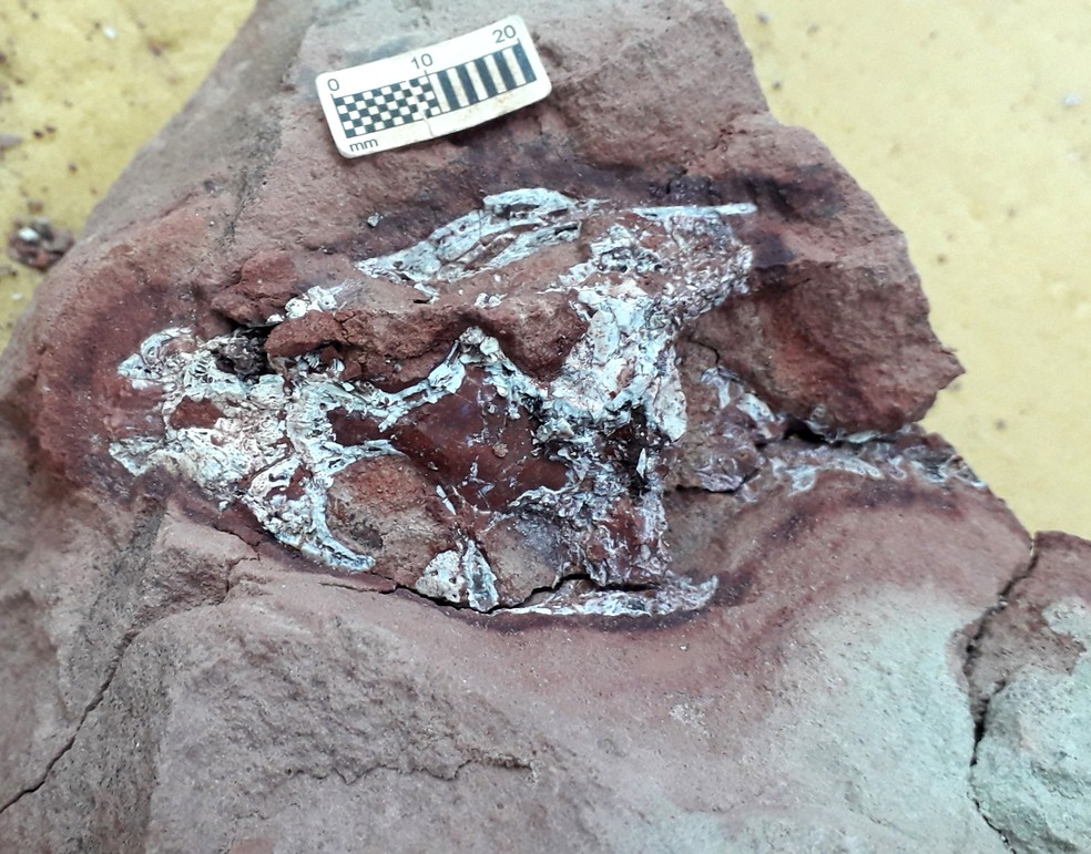 Novo fóssil de crocodilo é encontrado em escavações em Marília — Foto: Willian Nava/Arquivo pessoal