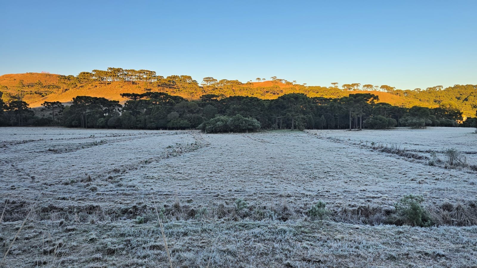 Geada e frio de -3,99°C: regiões de SC amanhecem com vegetação coberta de gelo; VÍDEO