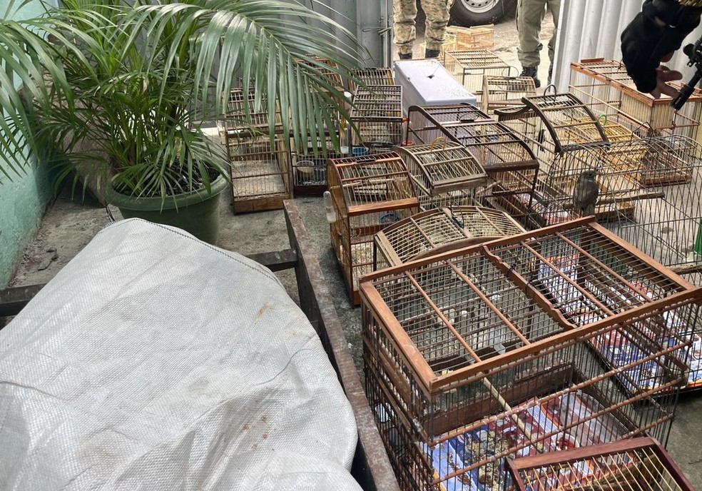 As aves foram apreendidas e levadas para o Centro de Traigem de Animais Silvestres (Cetas), onde receberão cuidados para depois serem reinseridos no ambiente — Foto: Ibama