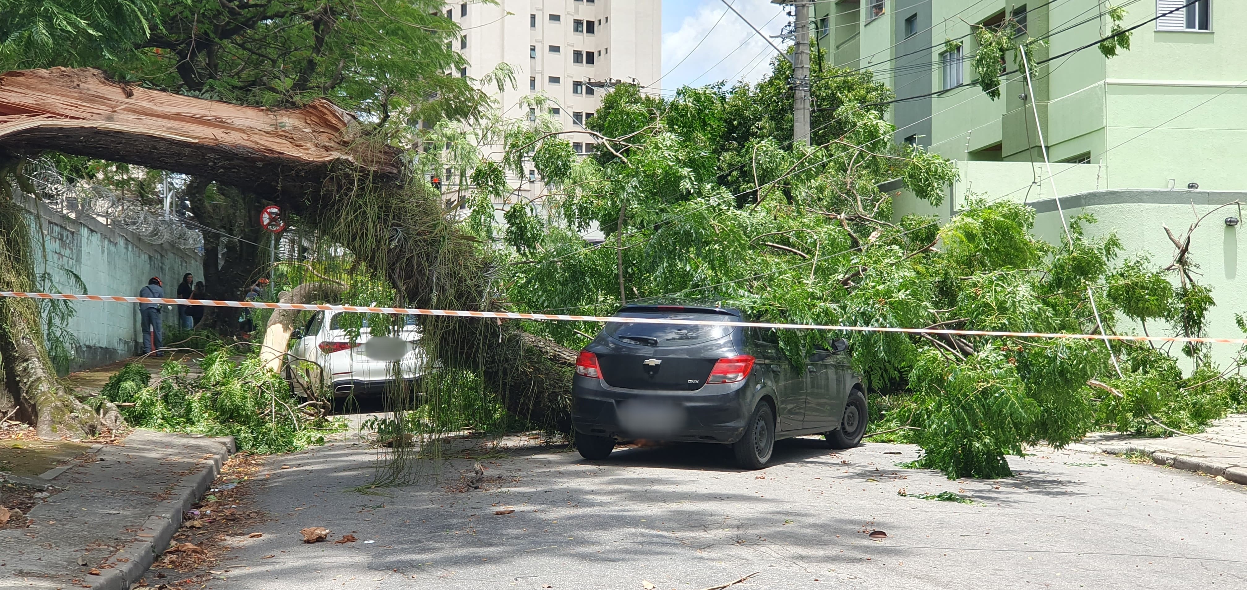 Rajadas de vento: árvore cai e atinge carros em São José dos Campos
