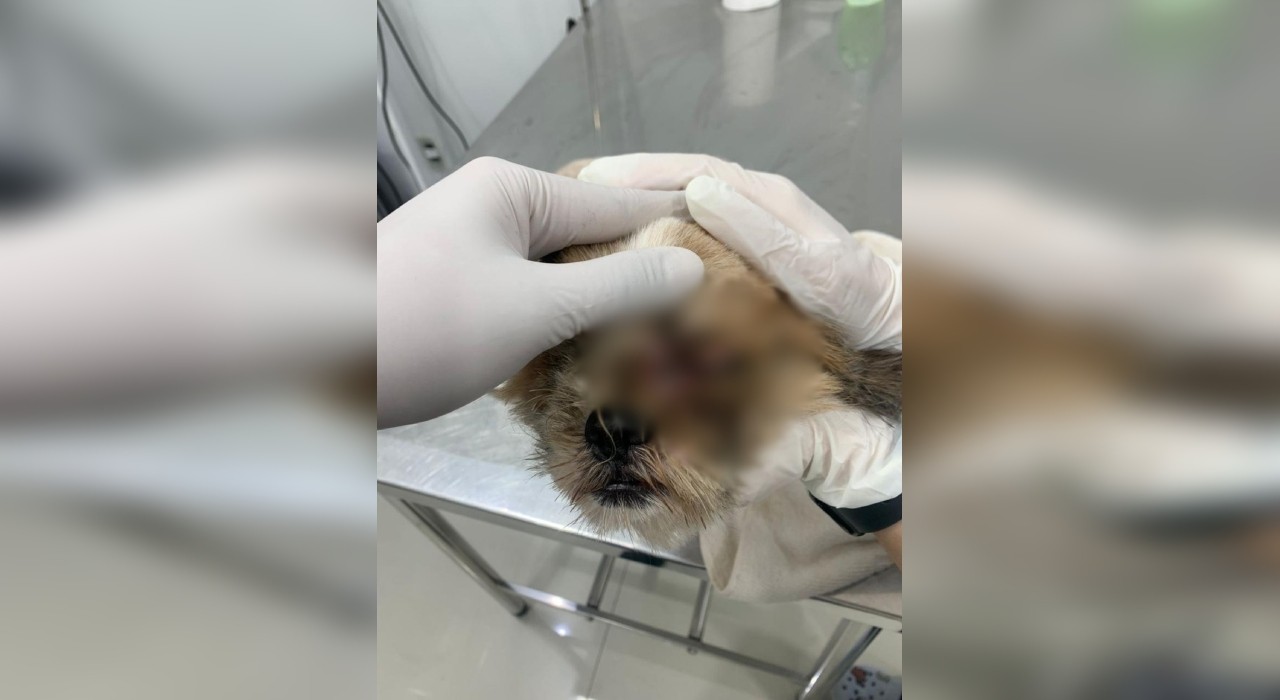 Mulher é presa suspeita de manter cachorro em situação de maus-tratos em Sorocaba; animal tinha infestação de larvas