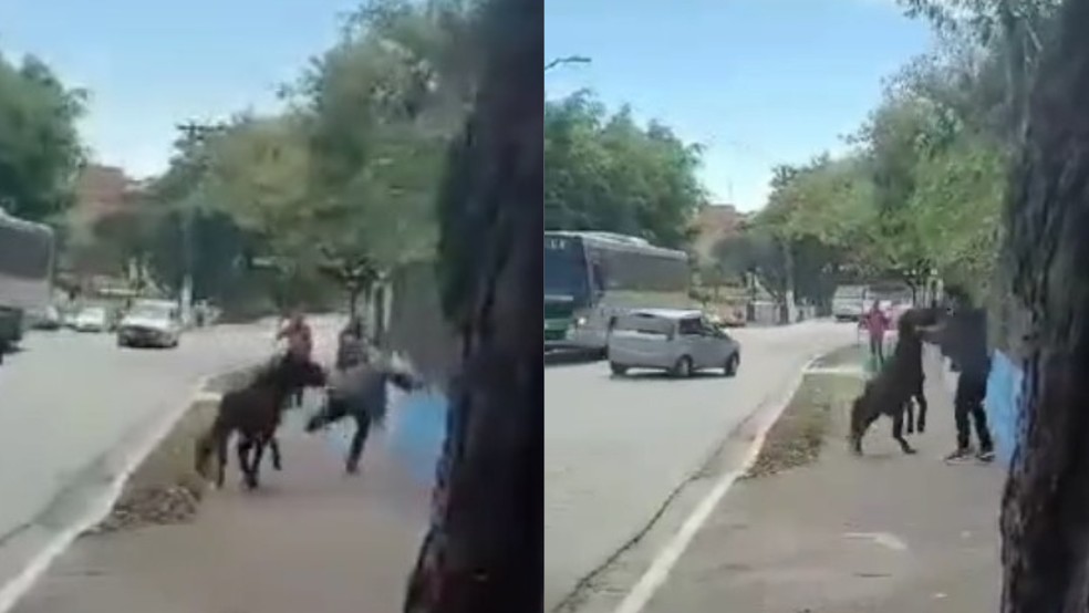Cavalo ataca pedestre no Jaraguá, Zona Oeste de SP — Foto: Reprodução/ Portal Jaraguá