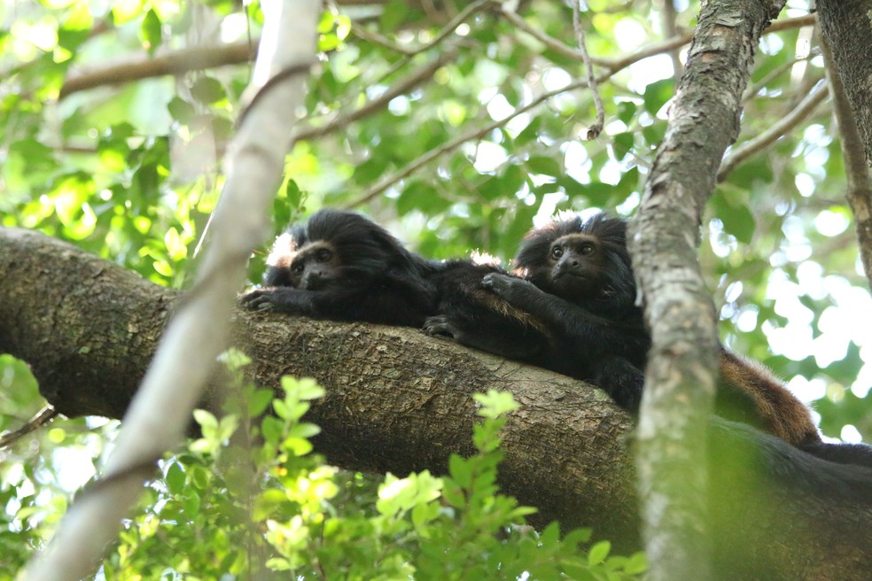 Mico-Leão-Preto é destaque na fauna do parque, em Teodoro Sampaio — Foto: Gabriela Cabral Rezende