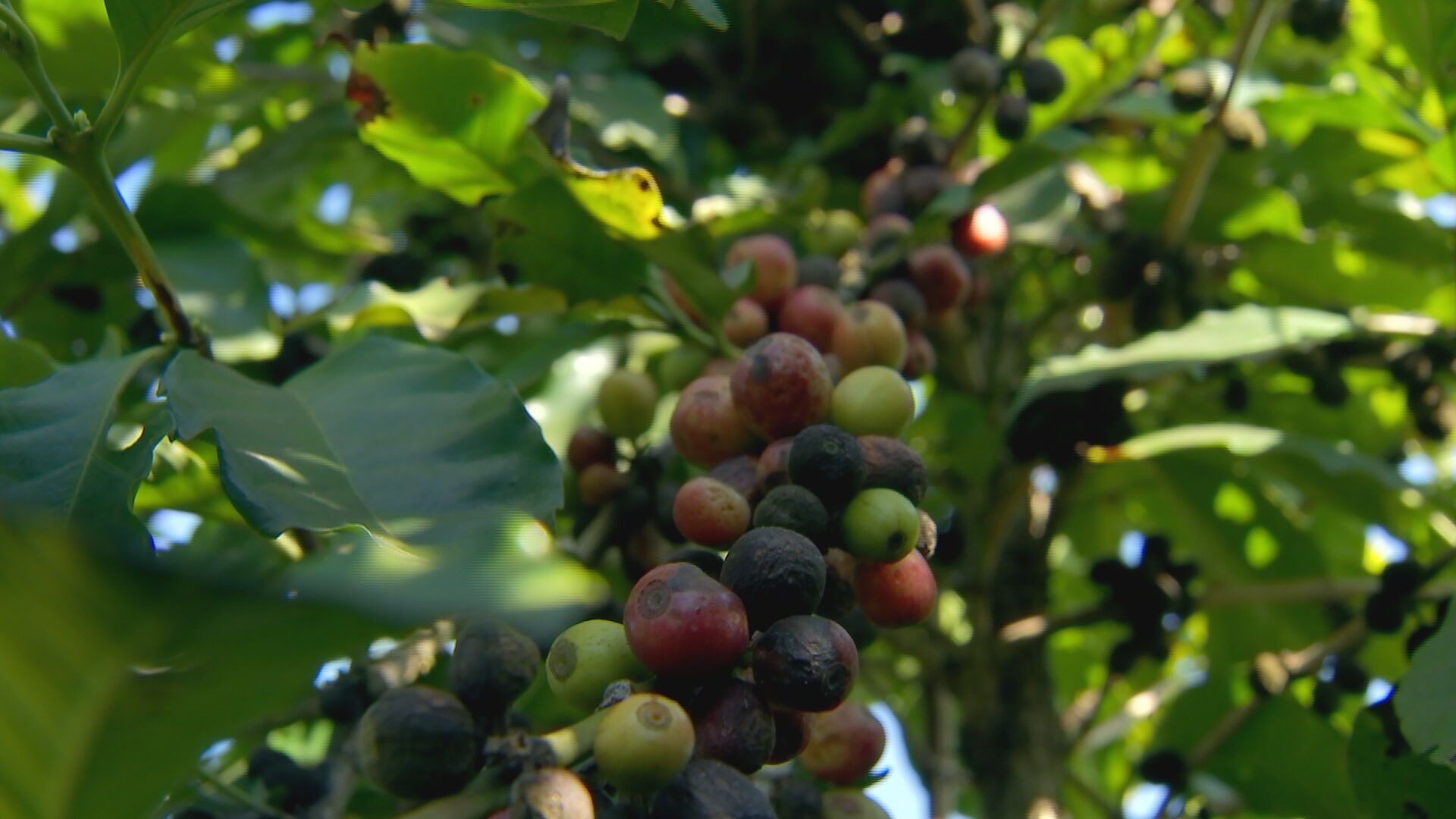 Produtores paulistas colhem a safra do café
