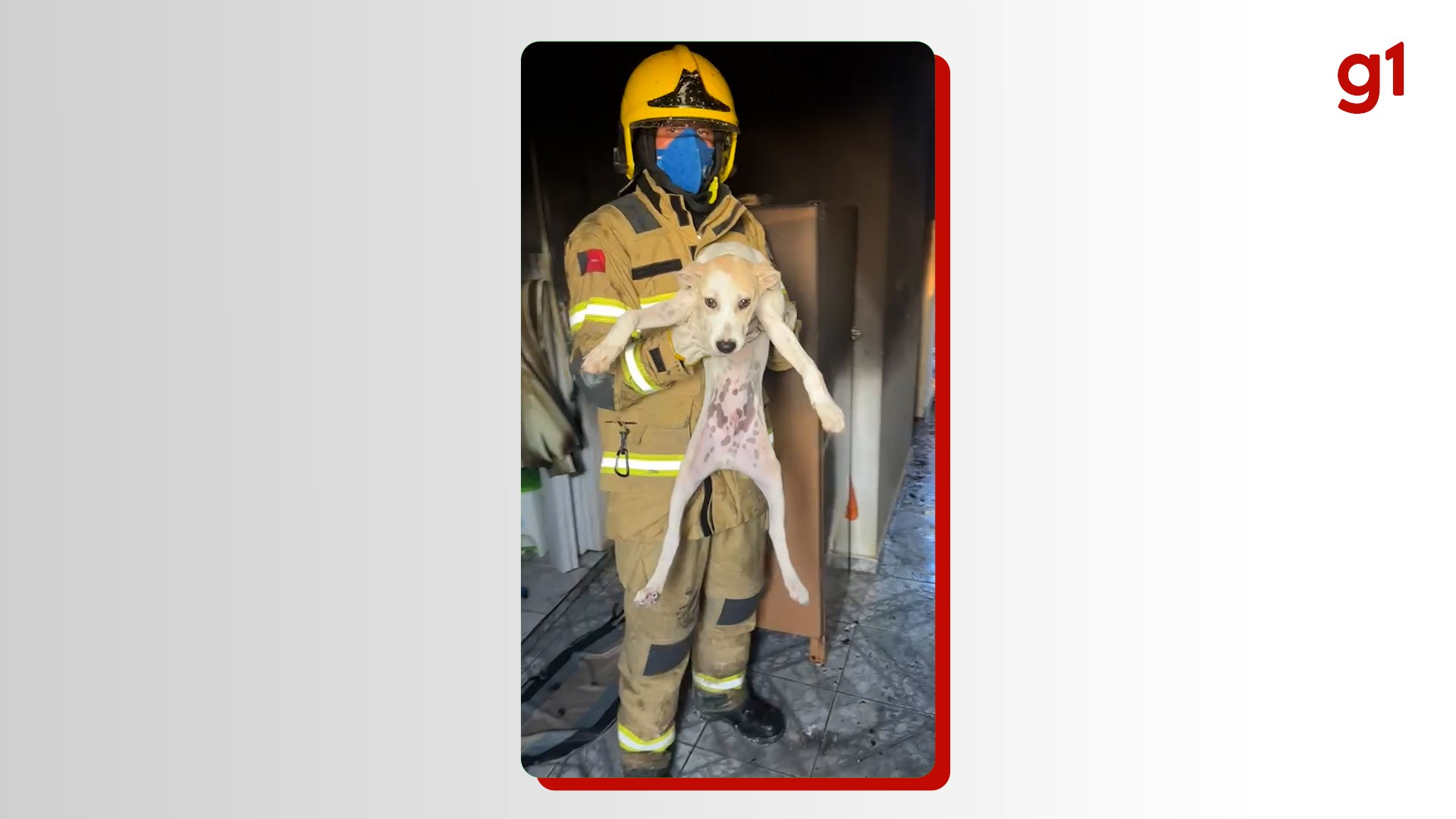 Cachorro é resgatado pelo Corpo de Bombeiros de casa que pegou fogo, na PB 
