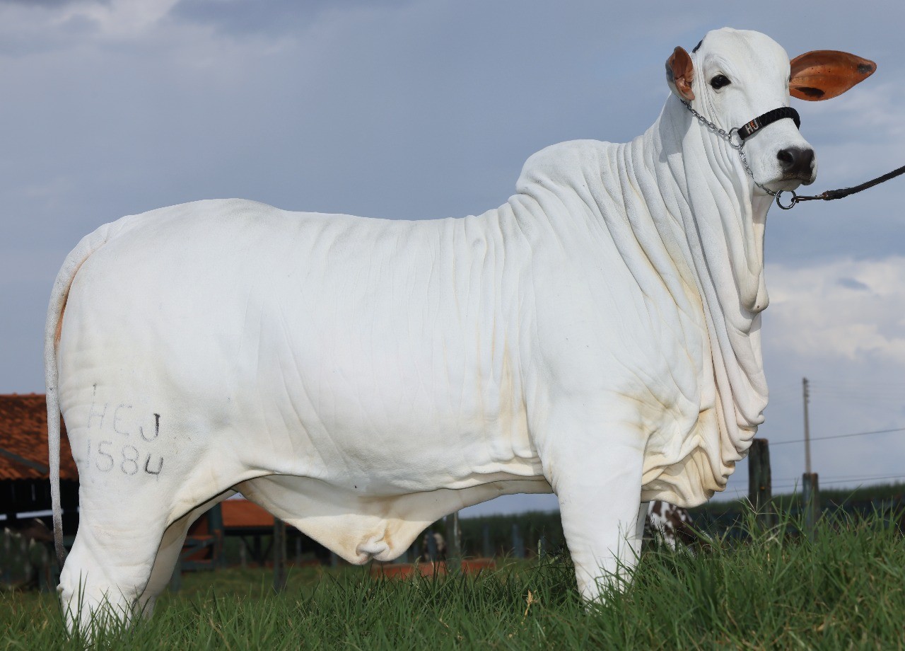 Você Não Tá Convidada pro Meu Bat Mitzvá!