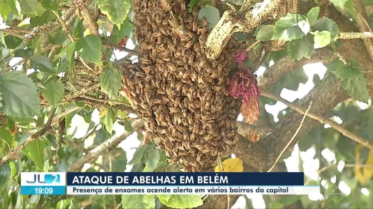 VÍDEOS: Jornal Liberal 2ª Edição de terça-feira,16 de Julho de 2024