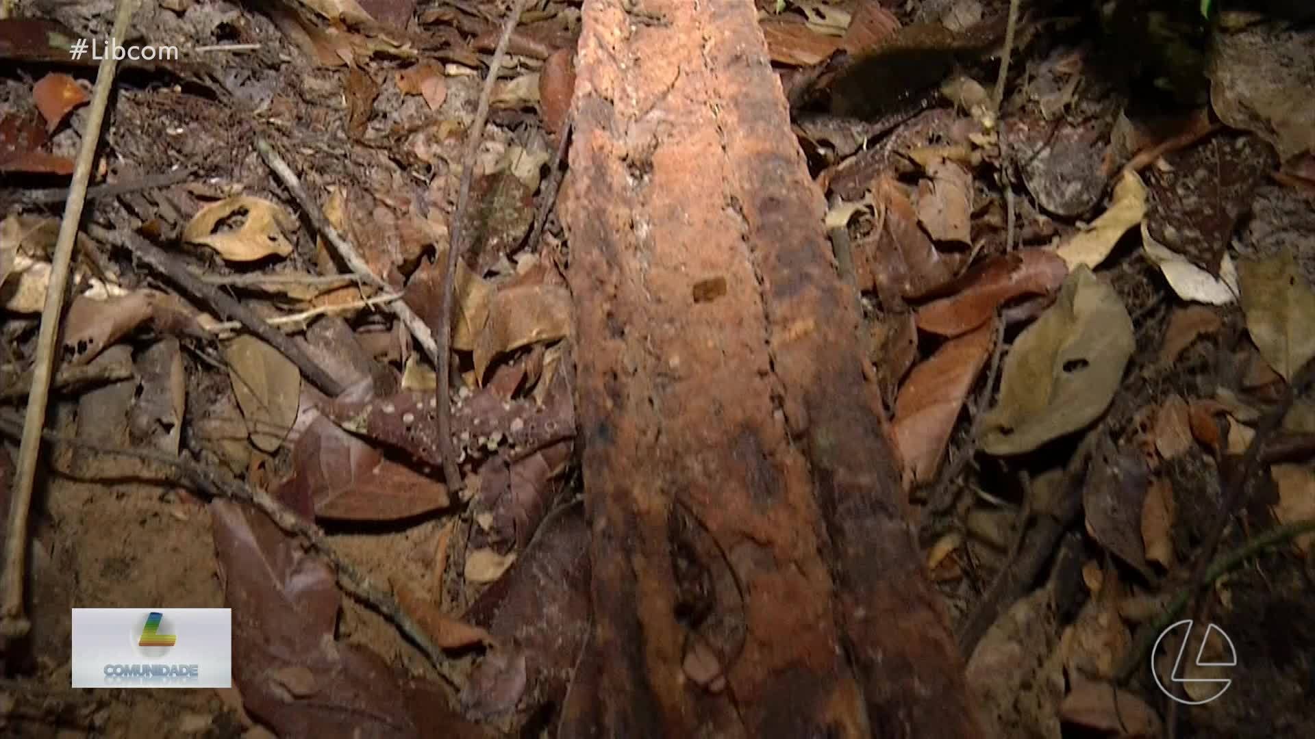 VÍDEOS: Liberal Comunidade de 16 de novembro de 2025