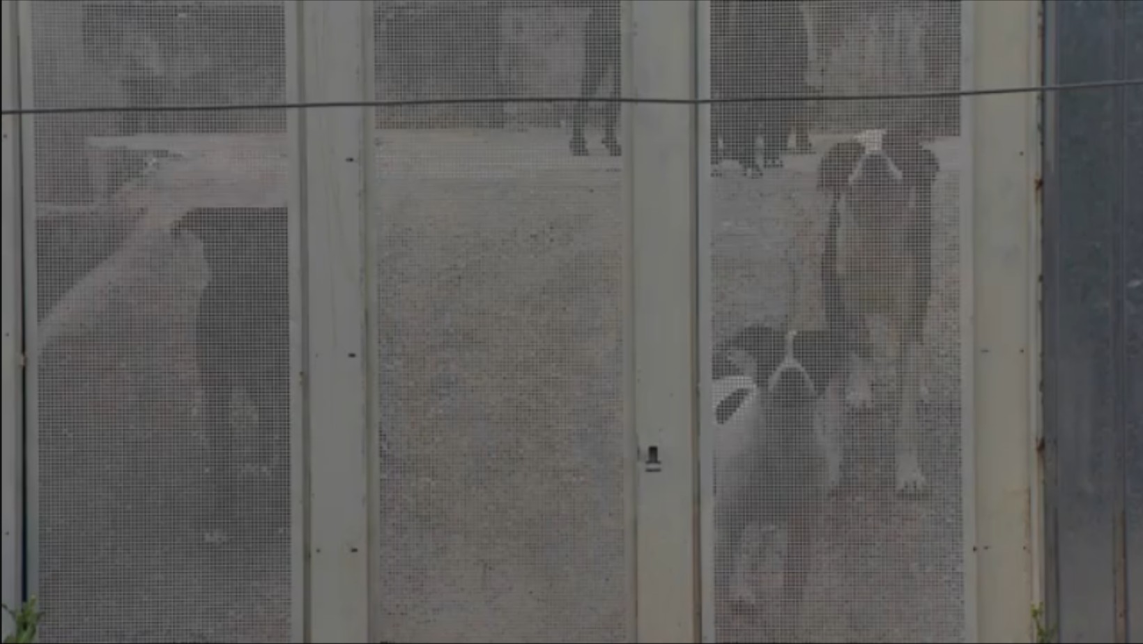 Homem morre após ser atacado por cães na Zona Leste de São José dos Campos, SP