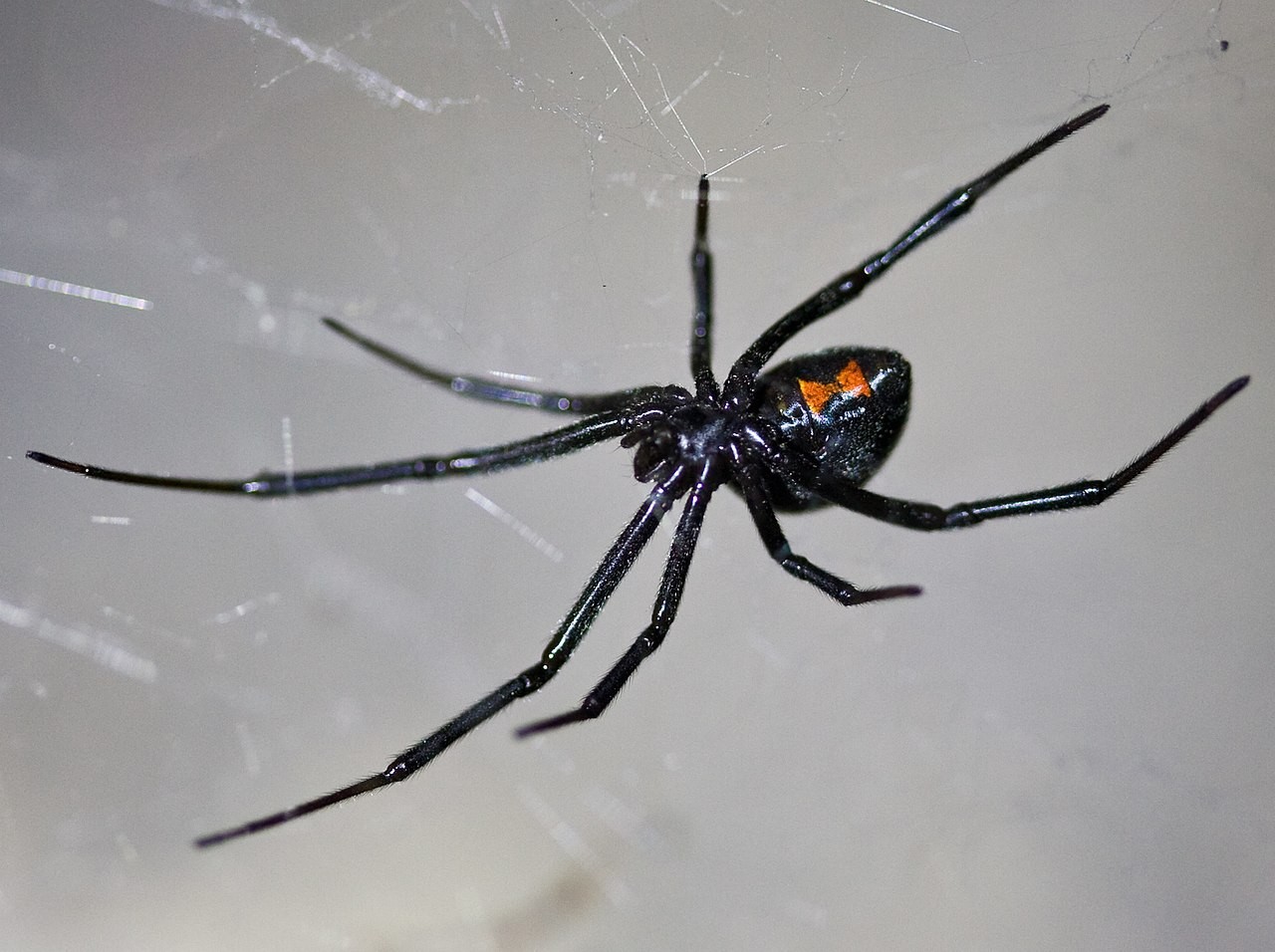 Conheça três aranhas mais venenosas que vivem em RO; especialista explica riscos e como evitar acidentes