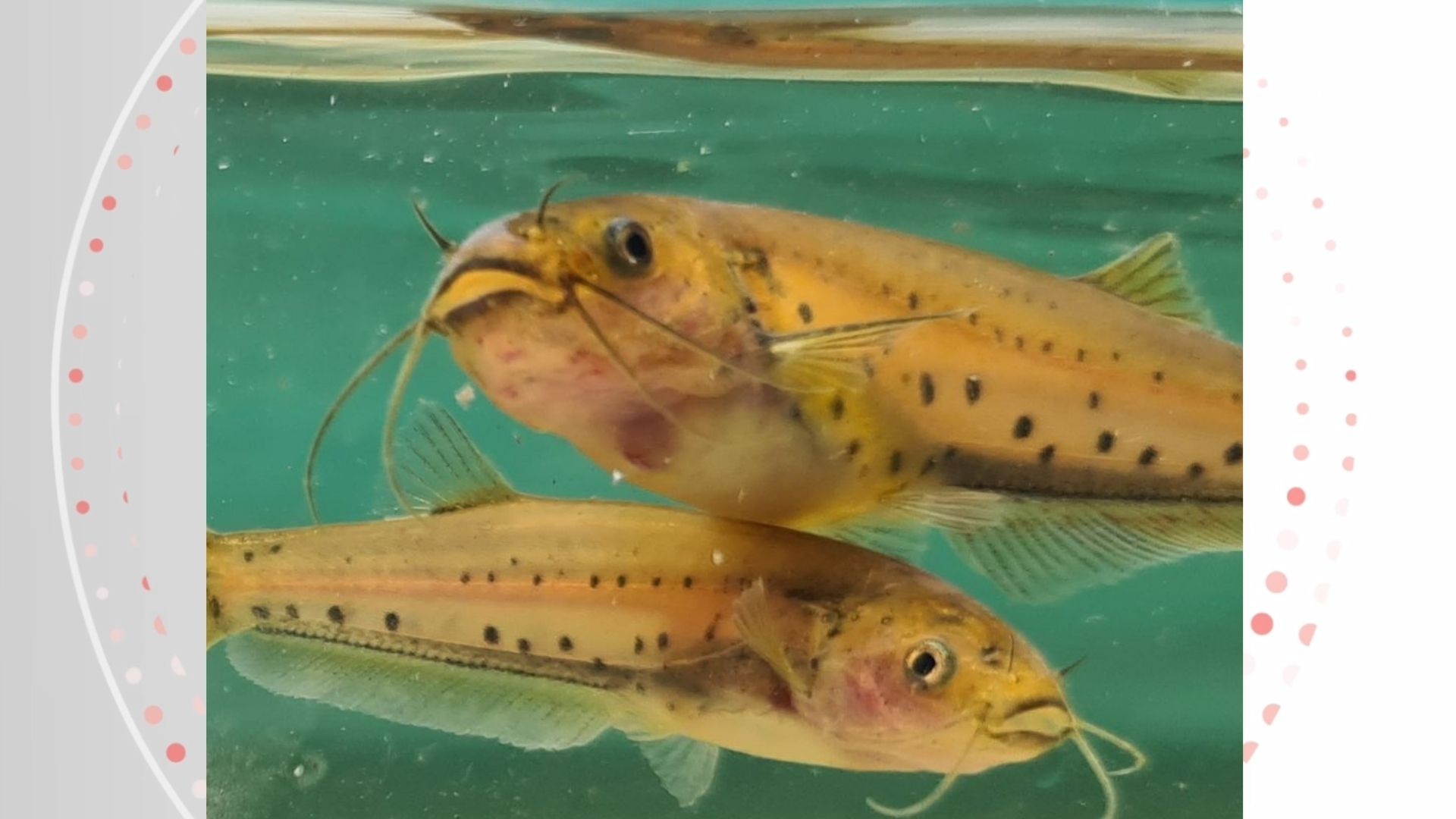 DNA da água em rio do ES ajuda cientistas a encontrar peixe ameaçado de extinção