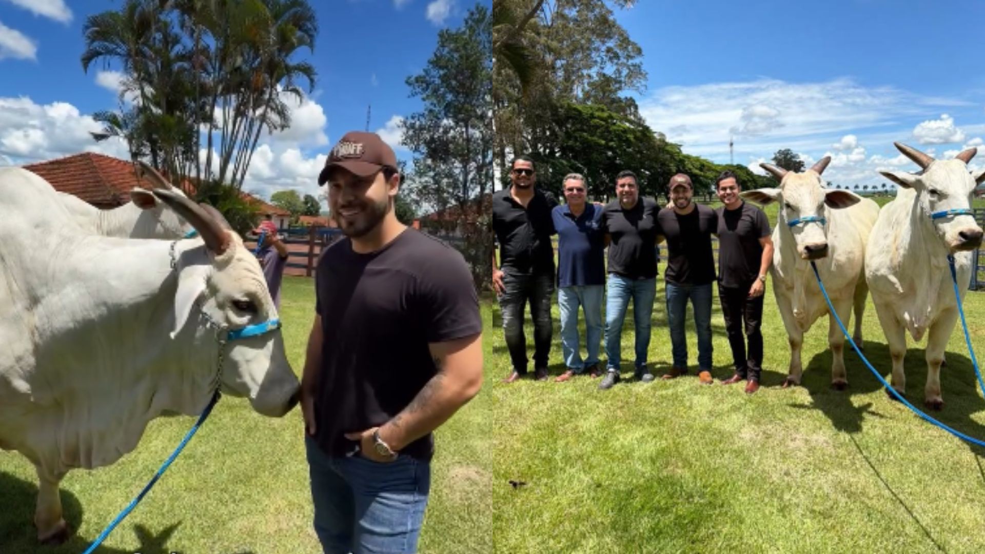 Murilo Huff, dono da vaca mais cara do mundo, encontra o animal pela primeira vez: ‘É um fenômeno'