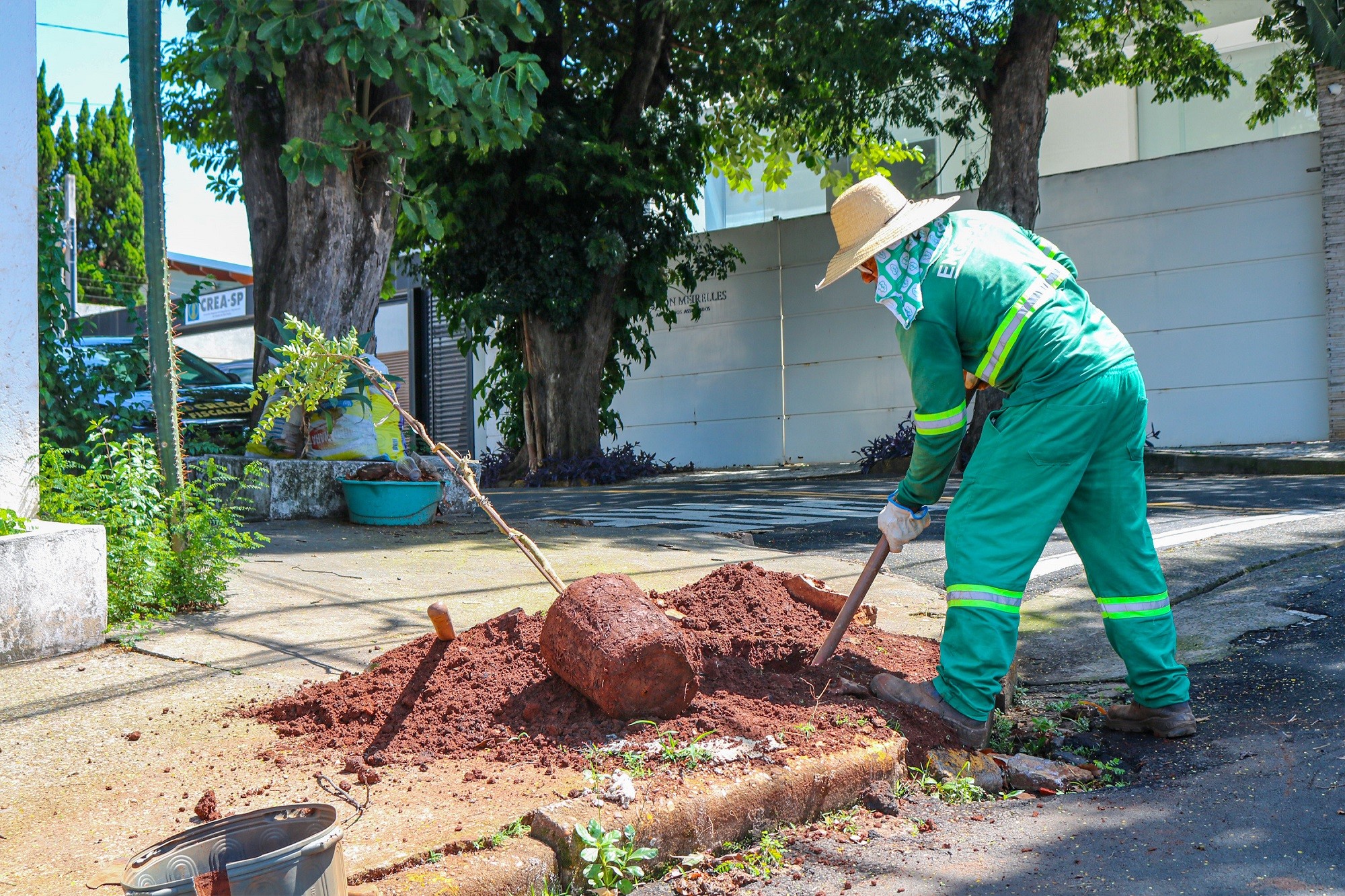 Piracicaba tem 1.300 árvores em situação de risco na cidade; entenda cenário e ações de manejo 