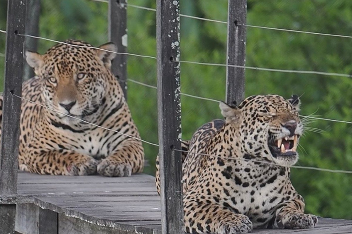 Amor selvagem: onças-pintadas bloqueiam trilha e entregam período decisivo para espécie no Pantanal