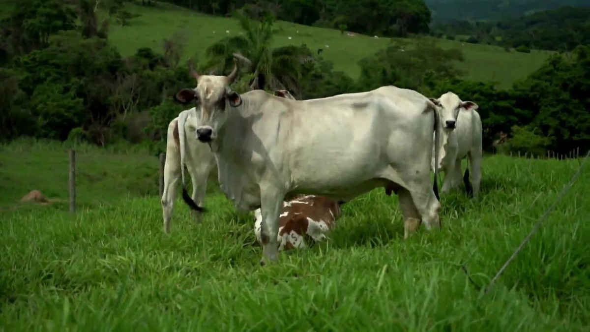 GLOBO RURAL apresenta programa que está chegando ao as em 2020  (imperdível, 5 minutos) – Thomaz Rural