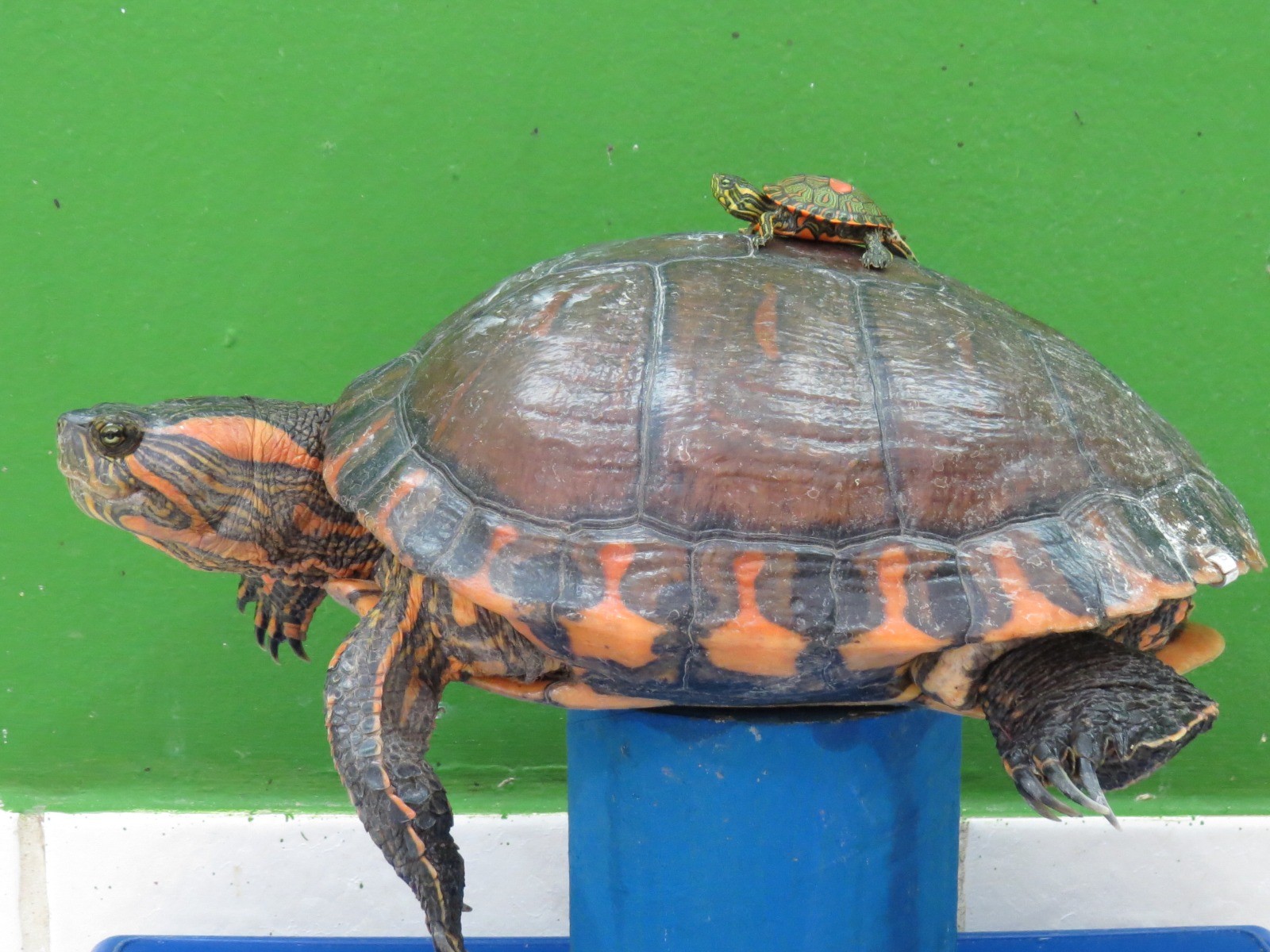 58 tartarugas resgatadas do tráfico de animais em São Paulo são 'repatriadas' para o Rio Grande do Sul 