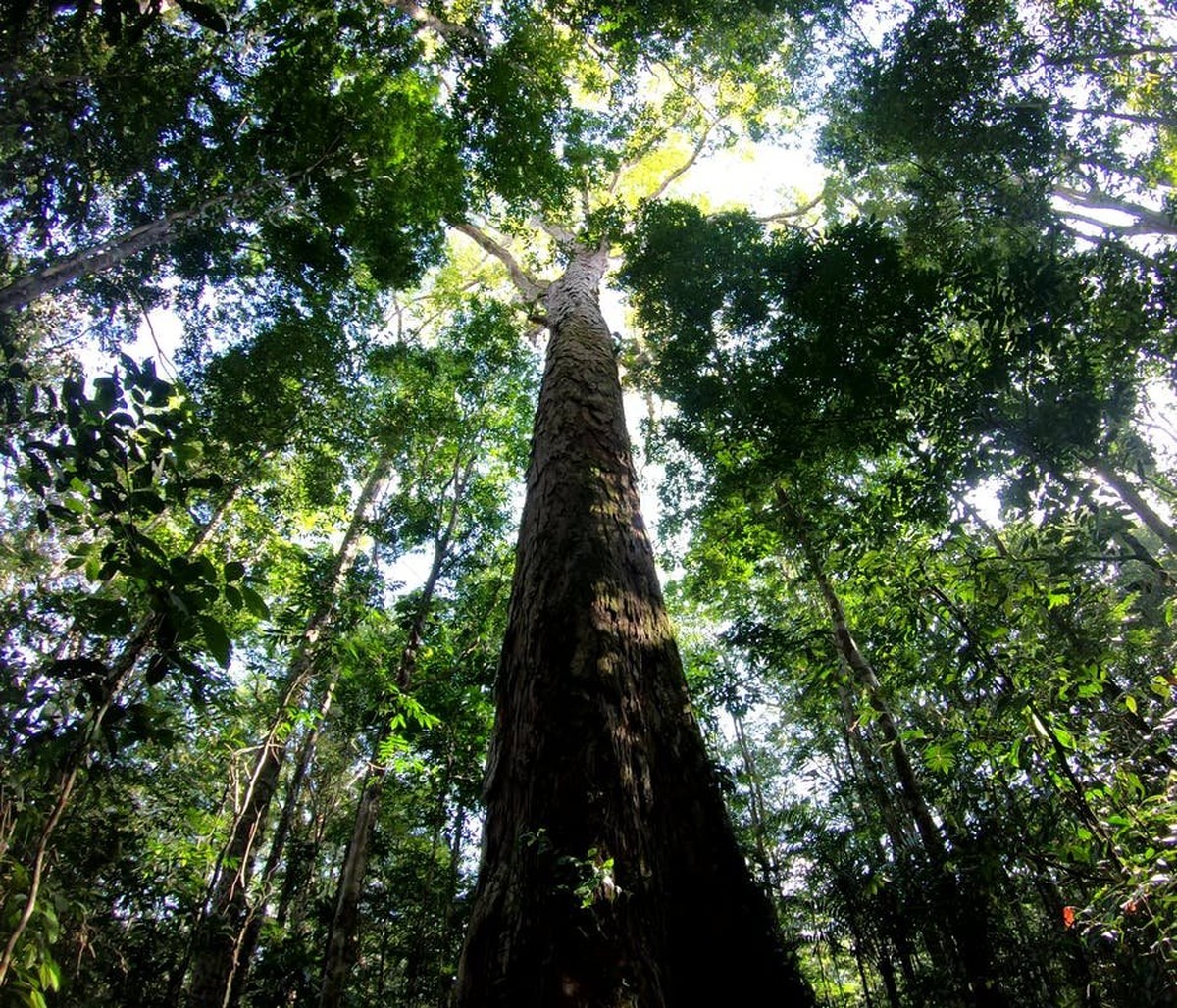 Belém recebe Encontros Amazônicos Pré-COP 30 com debates sobre justiça climática, bioeconomia e direitos humanos