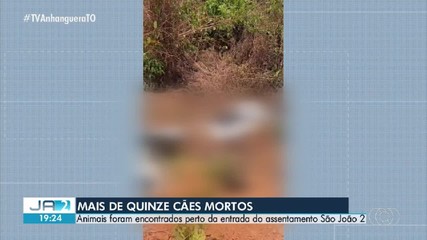 Mais de 15 cachorros são encontrados mortos próximo a assentamento em Porto Nacional
