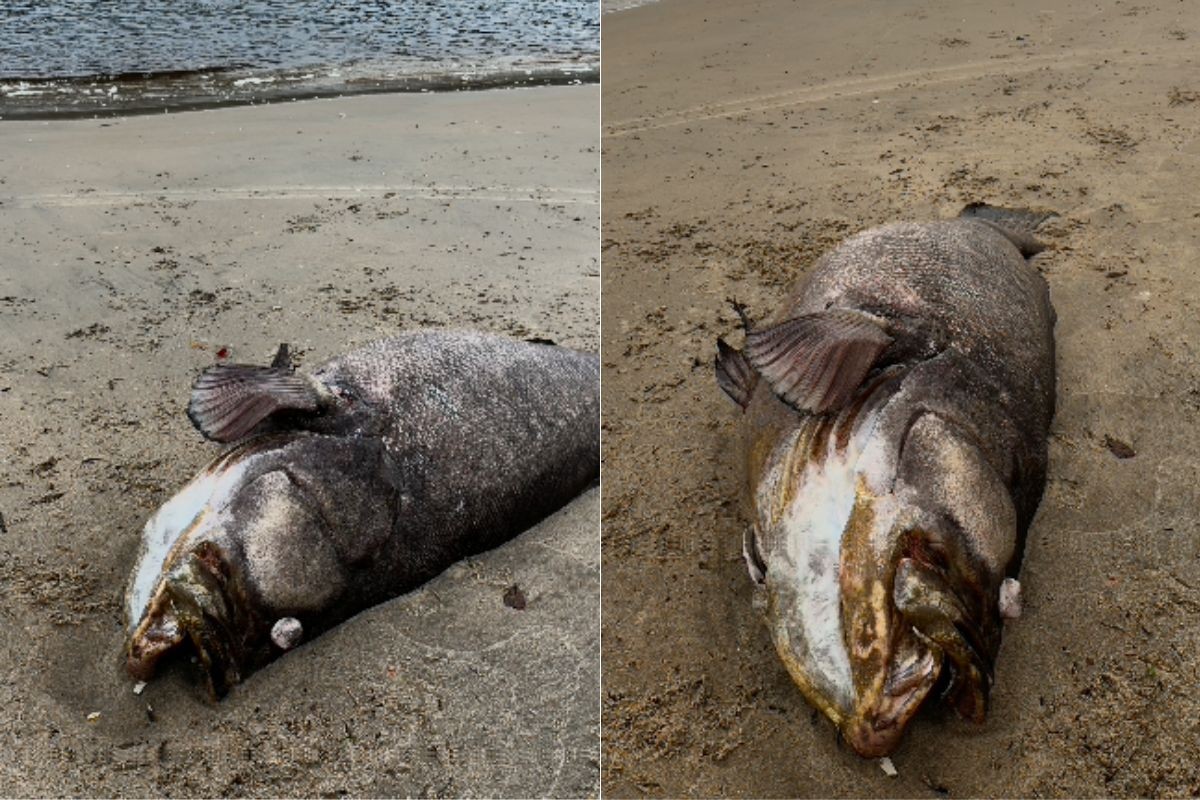 'Gigante dos mares': peixe mero de 2 metros é encontrado morto no litoral de SP; VÍDEO