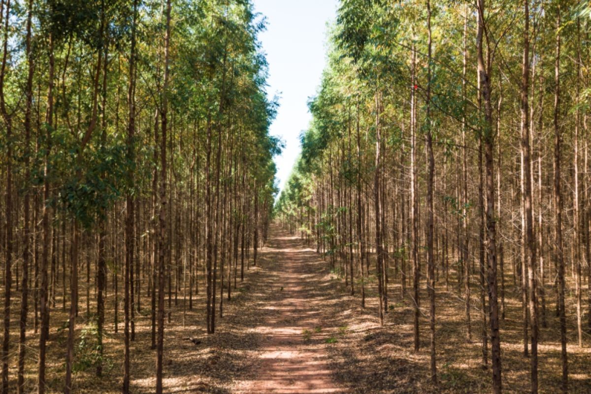 Você Não Tá Convidada pro Meu Bat Mitzvá!