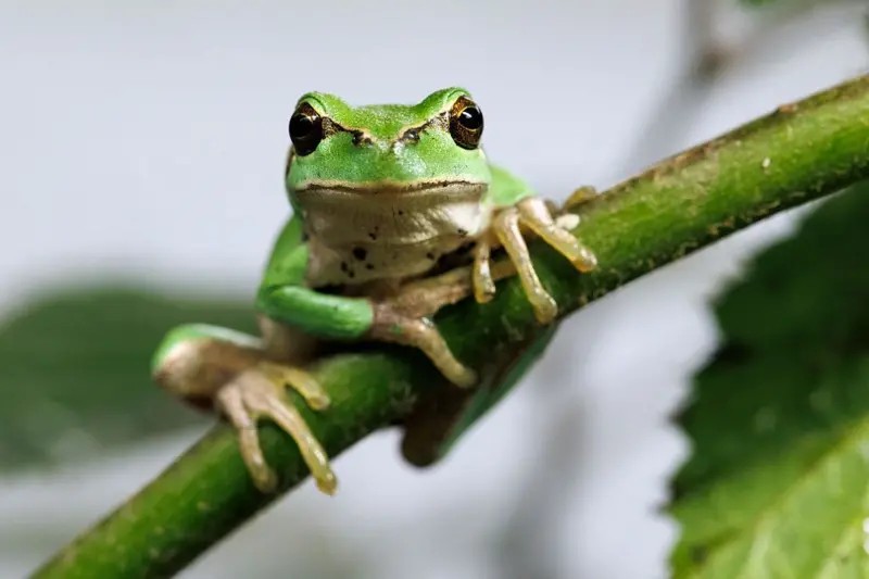 Brasil bate recorde de diversidade de anfíbios e revela 1.251 espécies