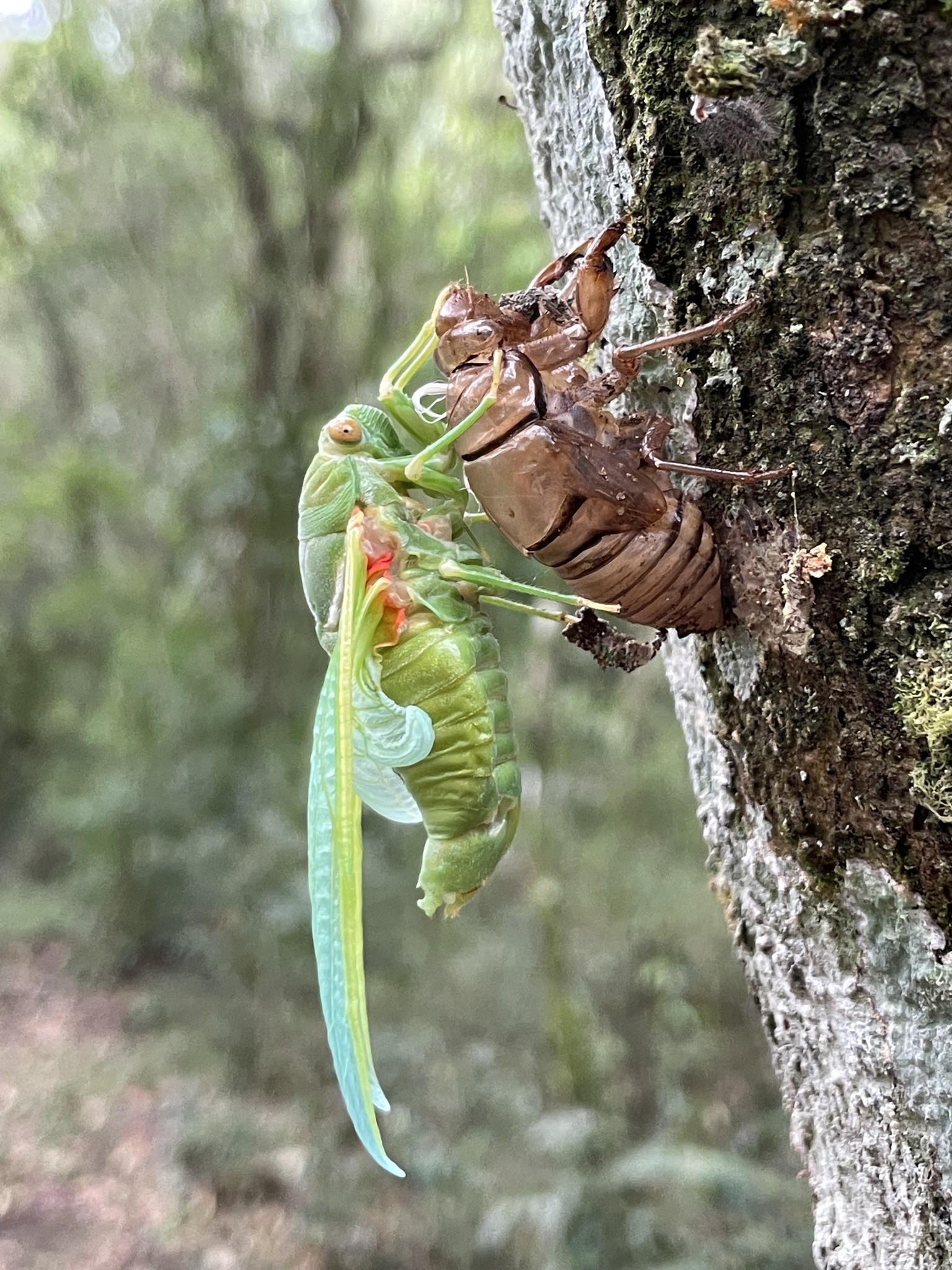 Mitos e verdades sobre a cigarra, o inseto cantor da natureza | G1
