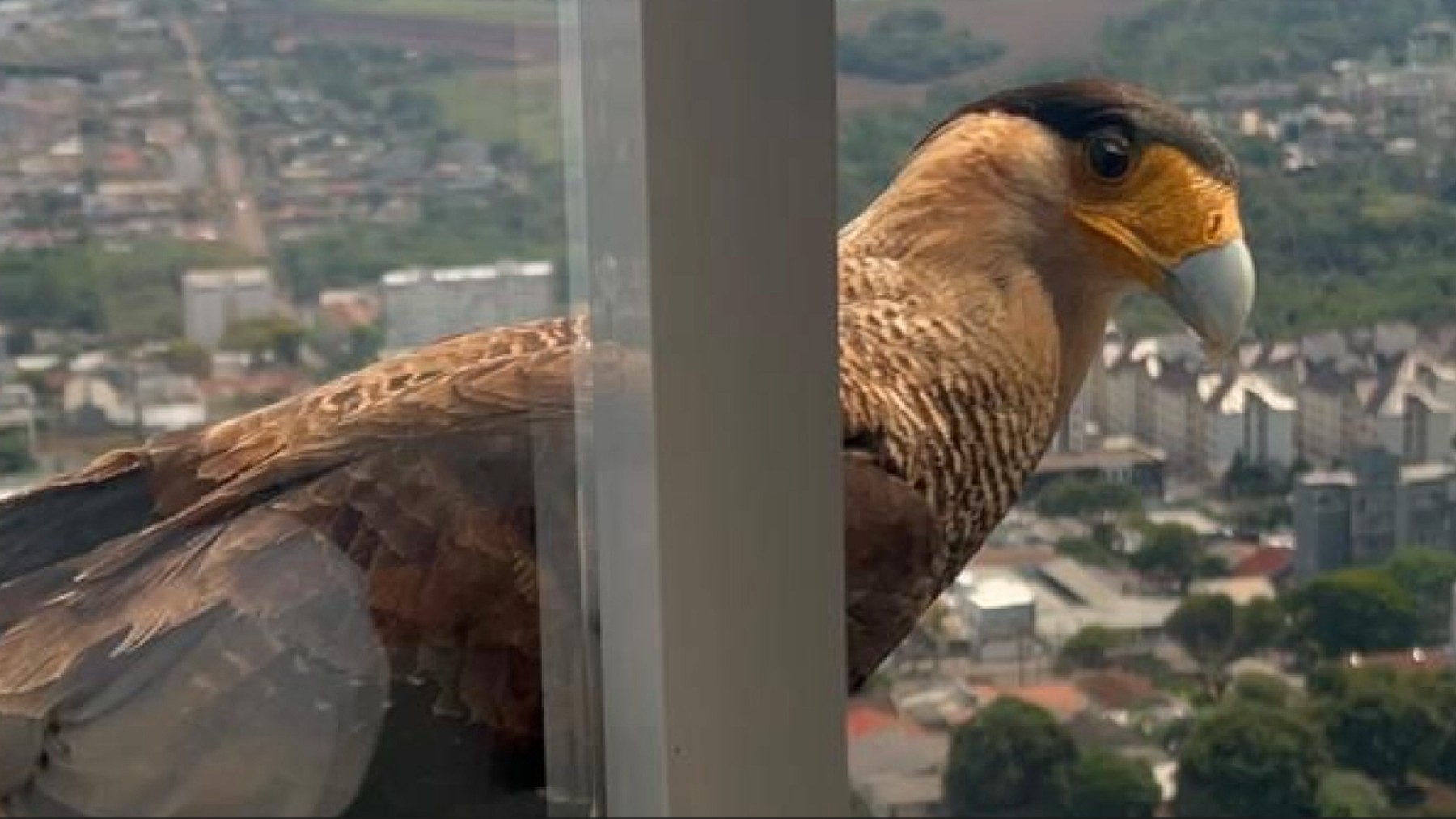 Gavião é filmado tentando entrar em sacada de prédio, no PR; ele queria atacar cachorro de pequeno porte, diz especialista