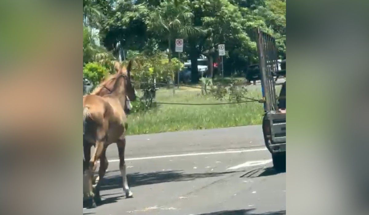VÍDEO: motorista puxa cavalos pelo pescoço com carro em movimento e é multado em R$ 6 mil no interior de SP