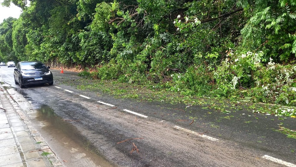 Chuvas derrubam árvores e provocam alagamento em vias de João Pessoa — Foto: Silvia Torres / TV Cabo Branco