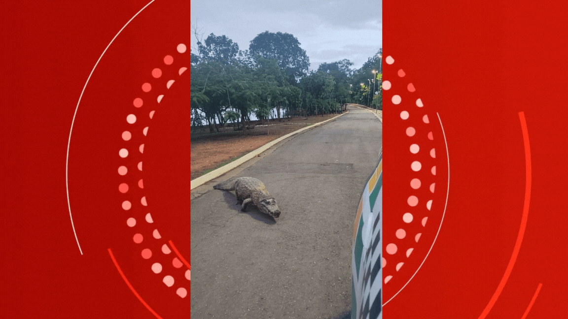 Jacaré 'Celso' persegue viatura em parque de Cuiabá: 'não pode ver giroflex que vem correndo'; VÍDEO