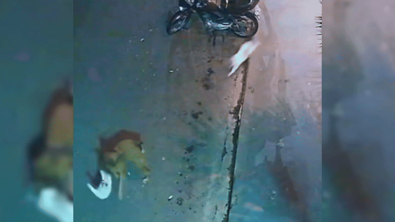 VÍDEO: gato de academia dá 'voadora' em cachorro para salvar gata de ataque no interior de SP