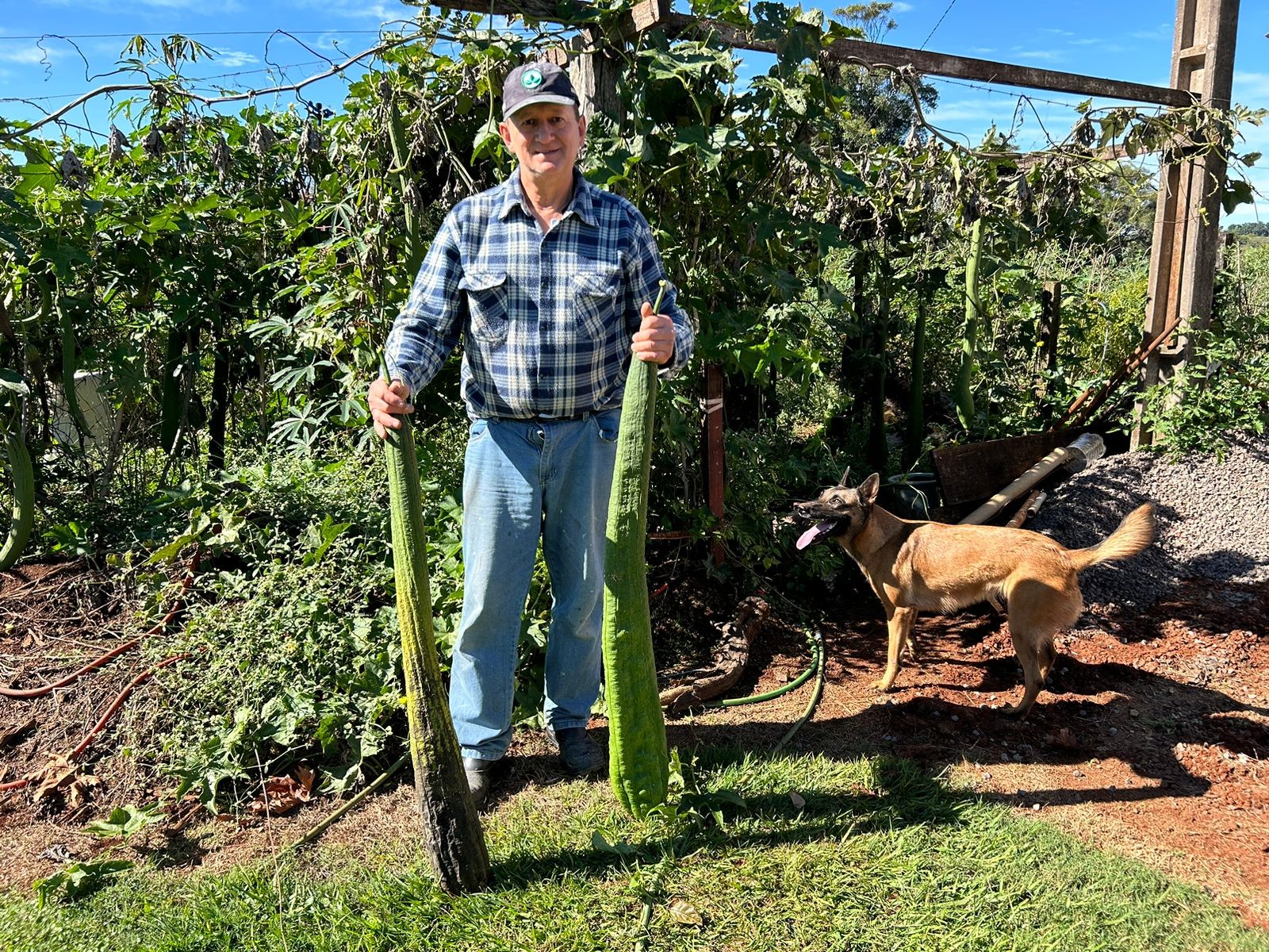 VÍDEO: Produtor colhe esponjas vegetais gigantes em Ijuí e surpreende vizinhos: 'dá até dó de cortar'