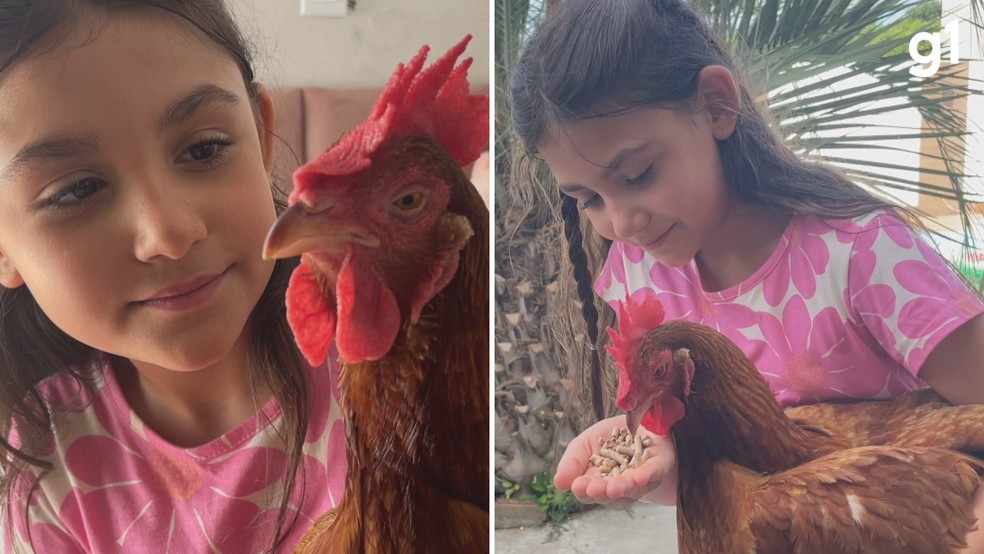 Menina Ana Luiza e galinha Sol são melhores amigas — Foto: Reprodução/RBS TV