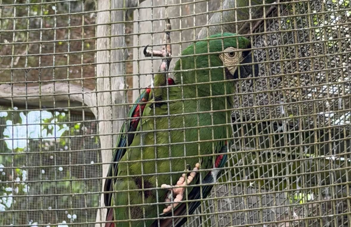Arara é batizada de Isabelle Nogueira e apresentada à ex-BBB durante visita a zoológico em Manaus