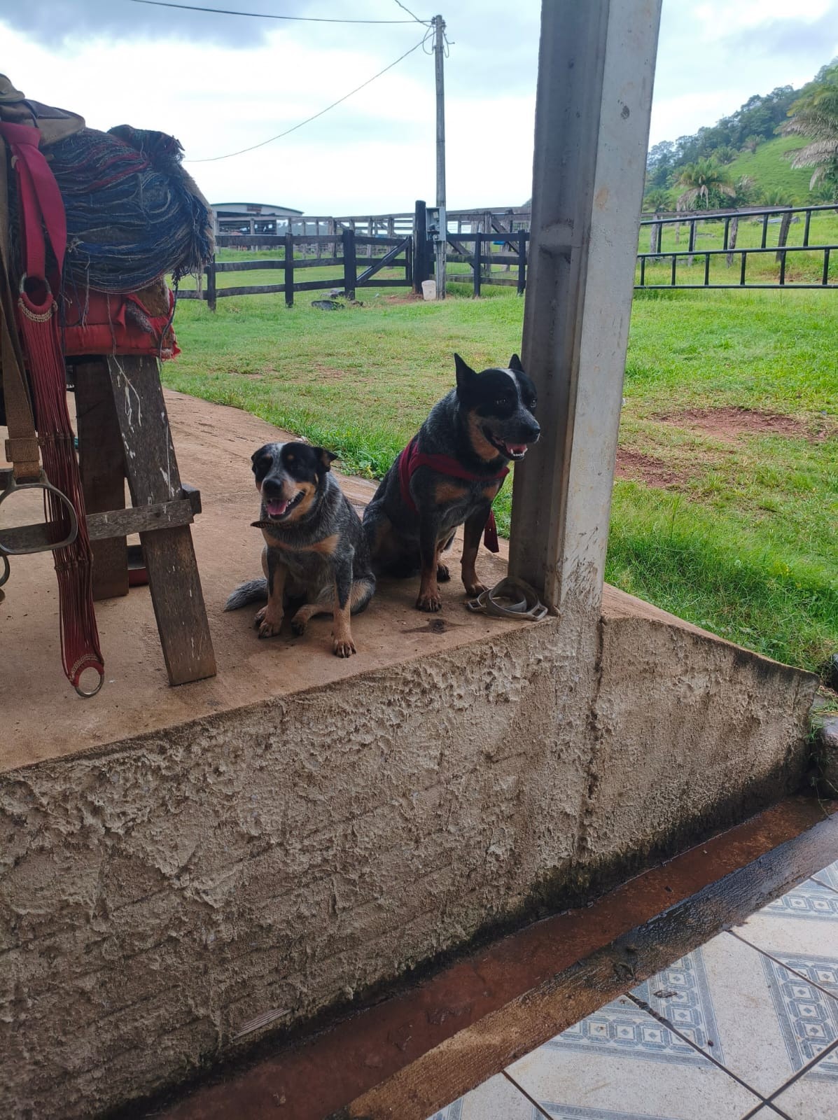 Cachorro mutilado por roçadeira se recupera e é adotado por moradora de Cabixi, RO