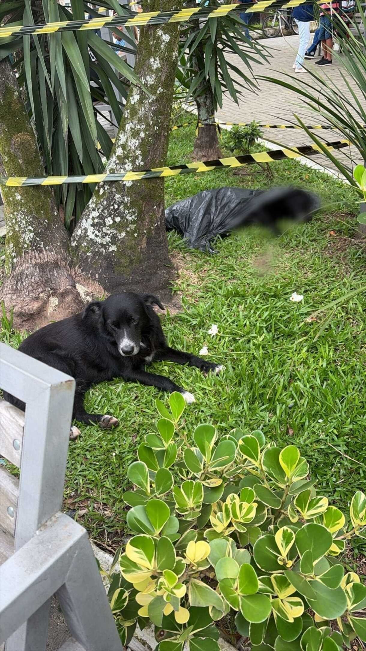 Cão comunitário é morto em Barra do Piraí