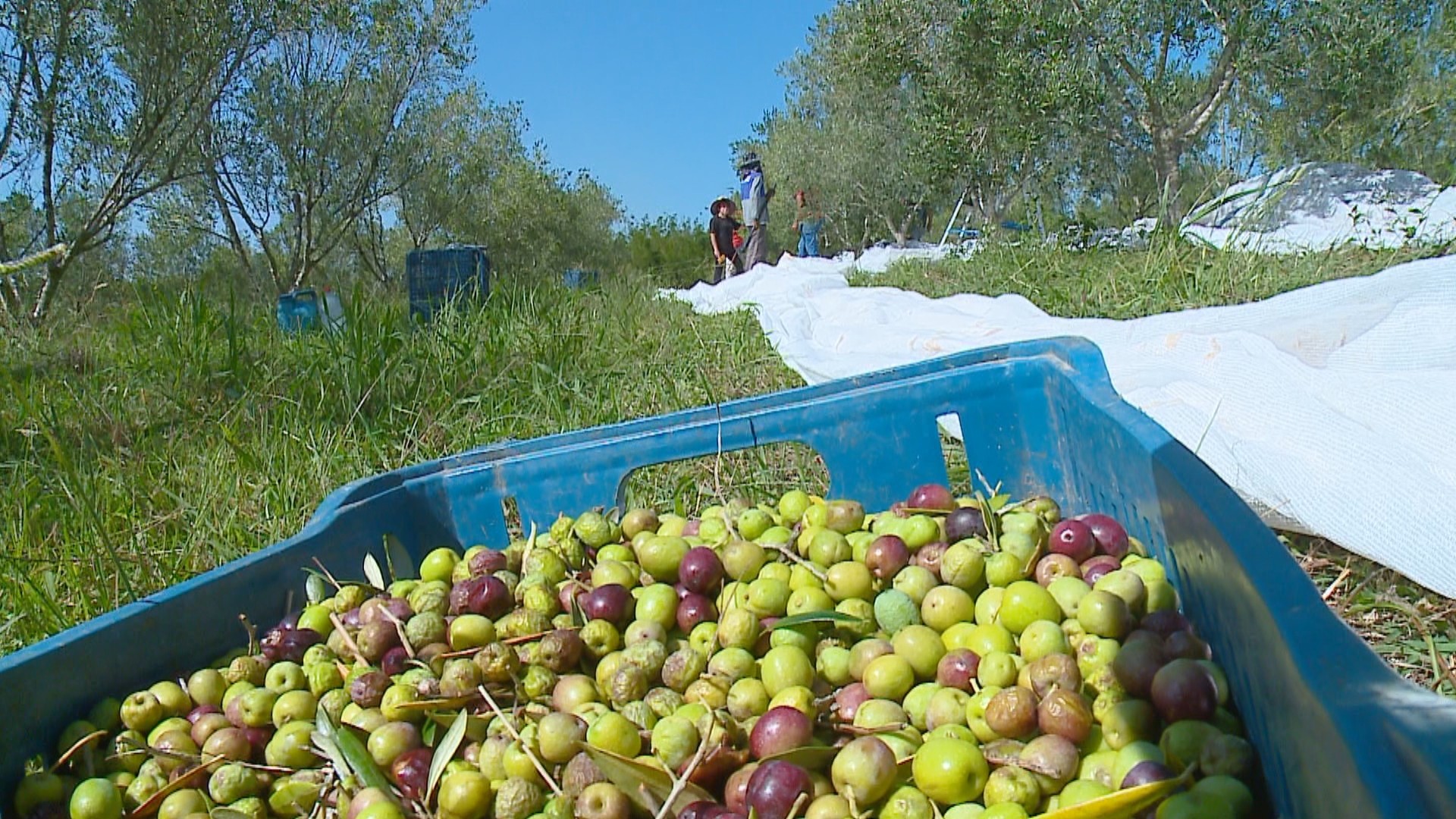 Um milhão de litros: produção de azeite no RS deve superar soma dos últimos três anos e atingir maior volume da história