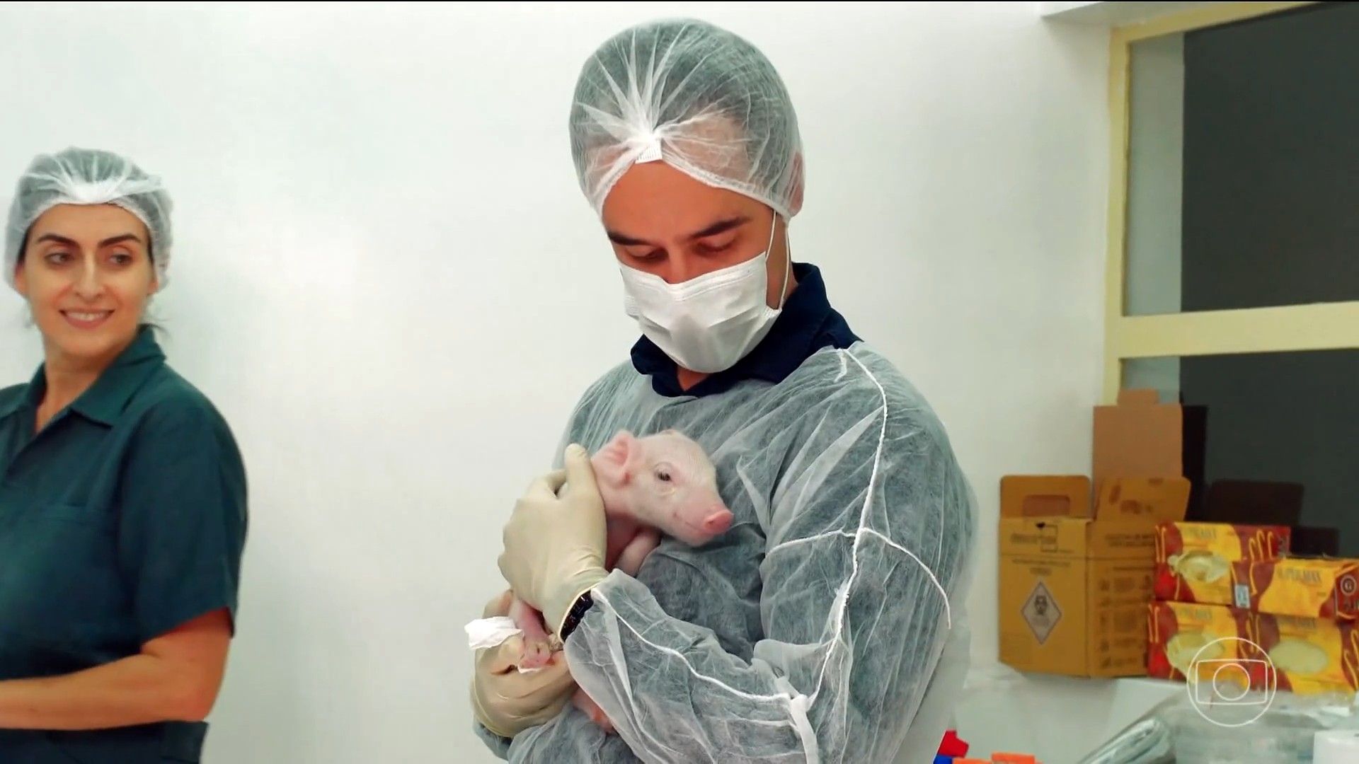 Primeiro porco clonado no Brasil nasce saudável em laboratório da USP