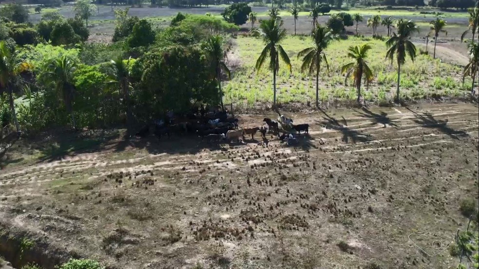 Produtores de leite sofrem com a seca no Espírito Santo — Foto: Reprodução/TV Gazeta