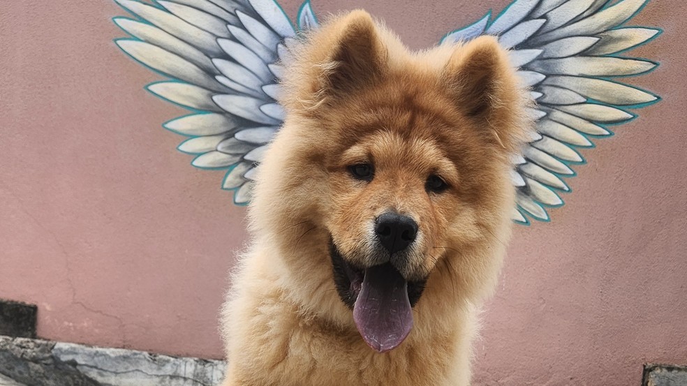 Filhote da raça chow chow — Foto: g1