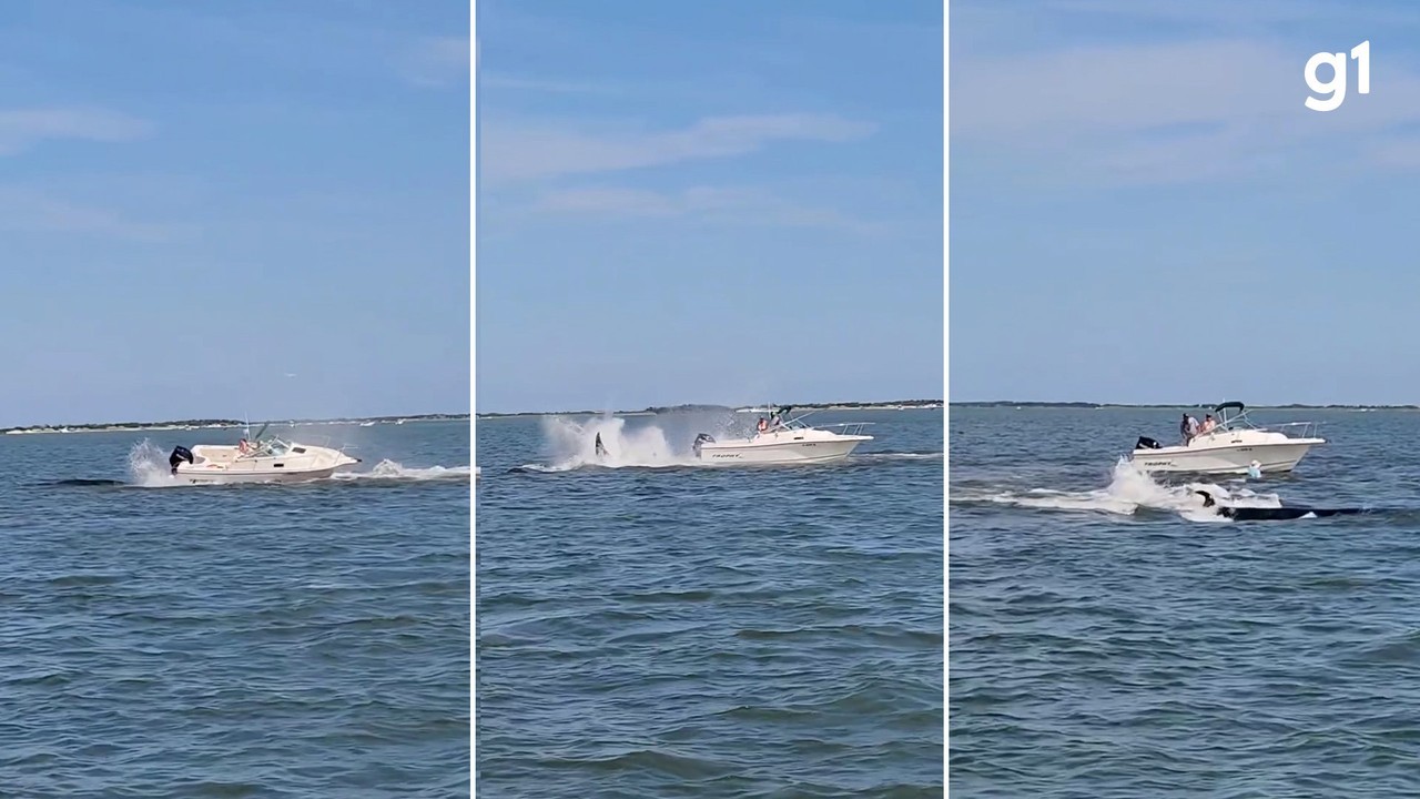 Baleia morre após bater em barco nos EUA; VÍDEO