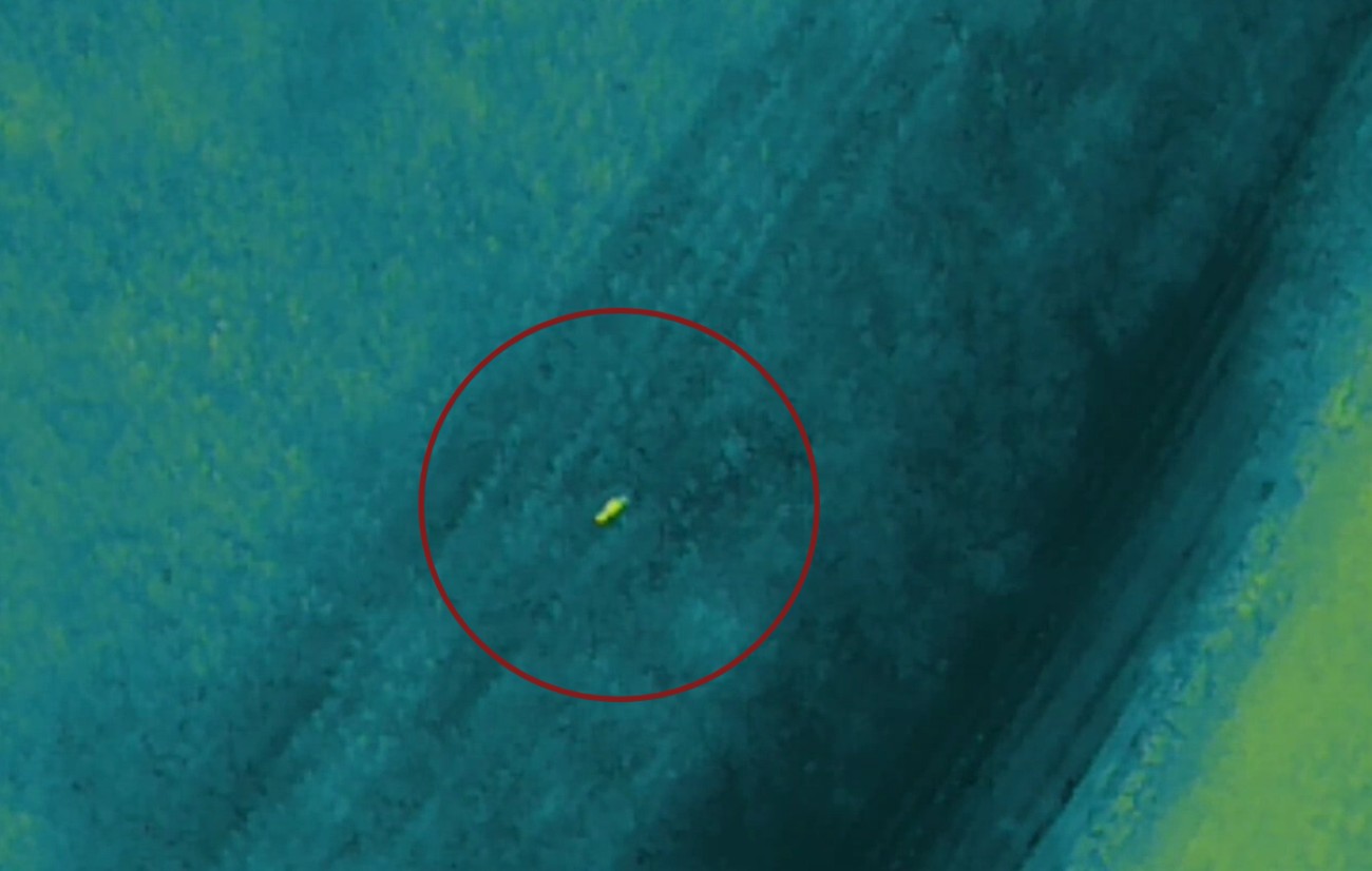 VÍDEO: buscas por suspeito em milharal são encerradas após 'animal misterioso' surgir perto de equipe, no Paraná