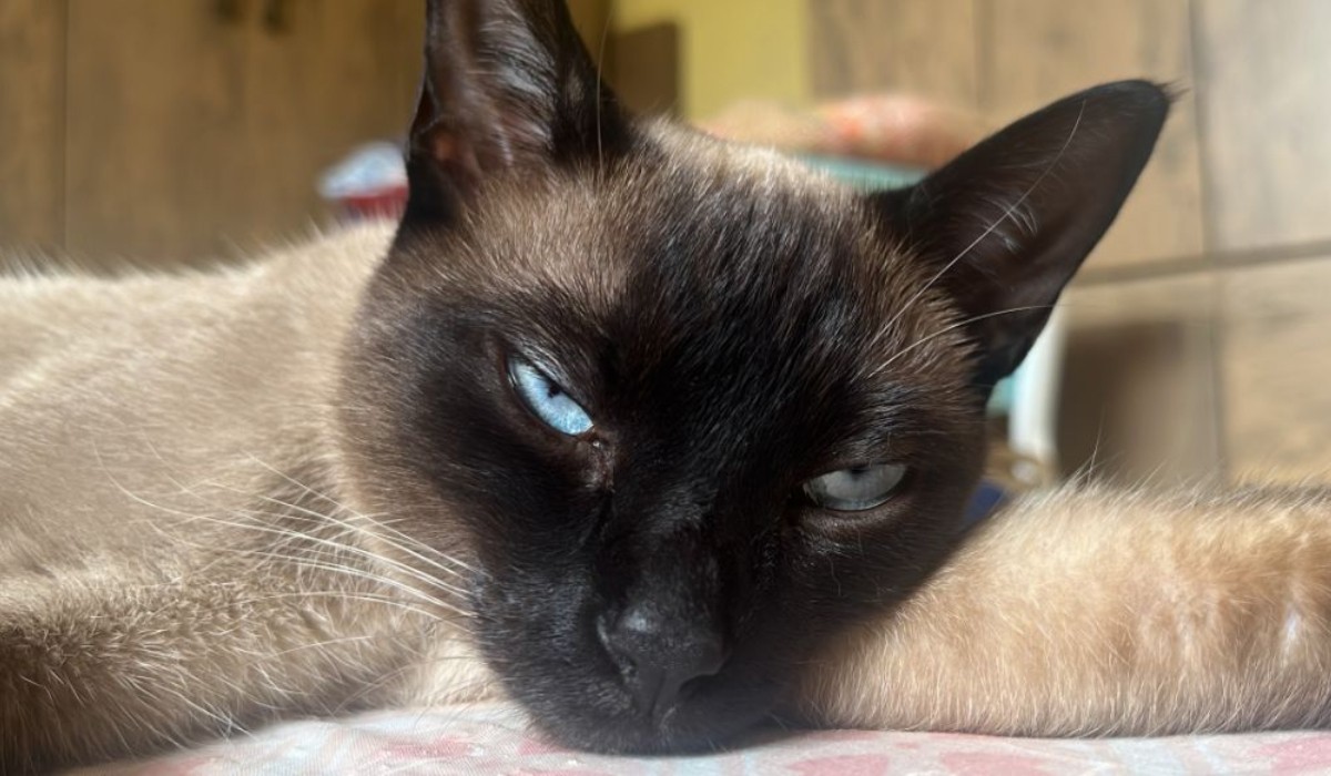 Moradores denunciam mortes de gatos com sinais de envenenamento e espancamento em Campos