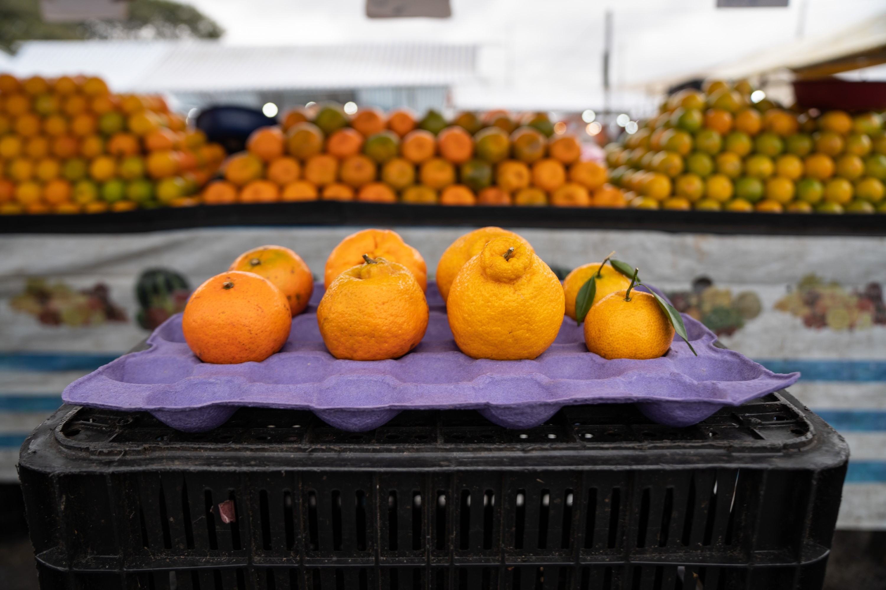 Mexerica, ponkan e murcote: nem todas podem ser chamadas de tangerina; aprenda a diferença entre elas 